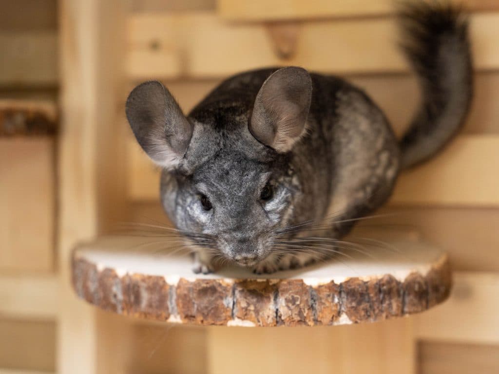 Moomin the Chinchilla