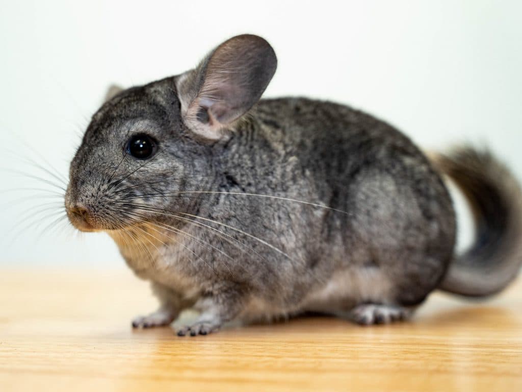 Snork the Chinchilla