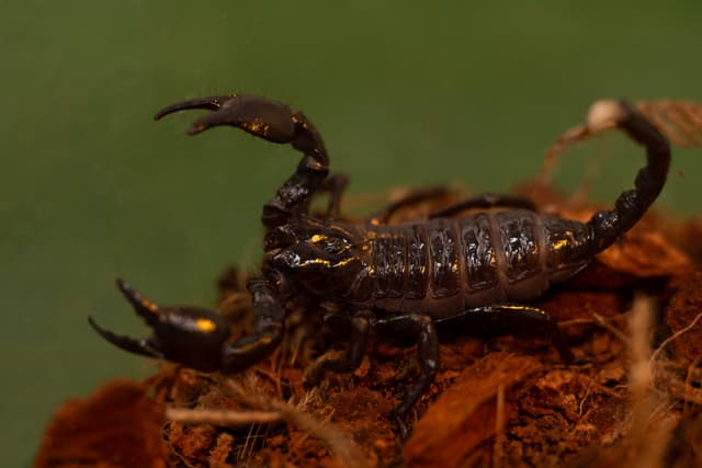 Puppy the Emperor Scorpion