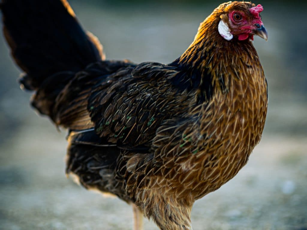 Nugget the Ameraucana Chicken