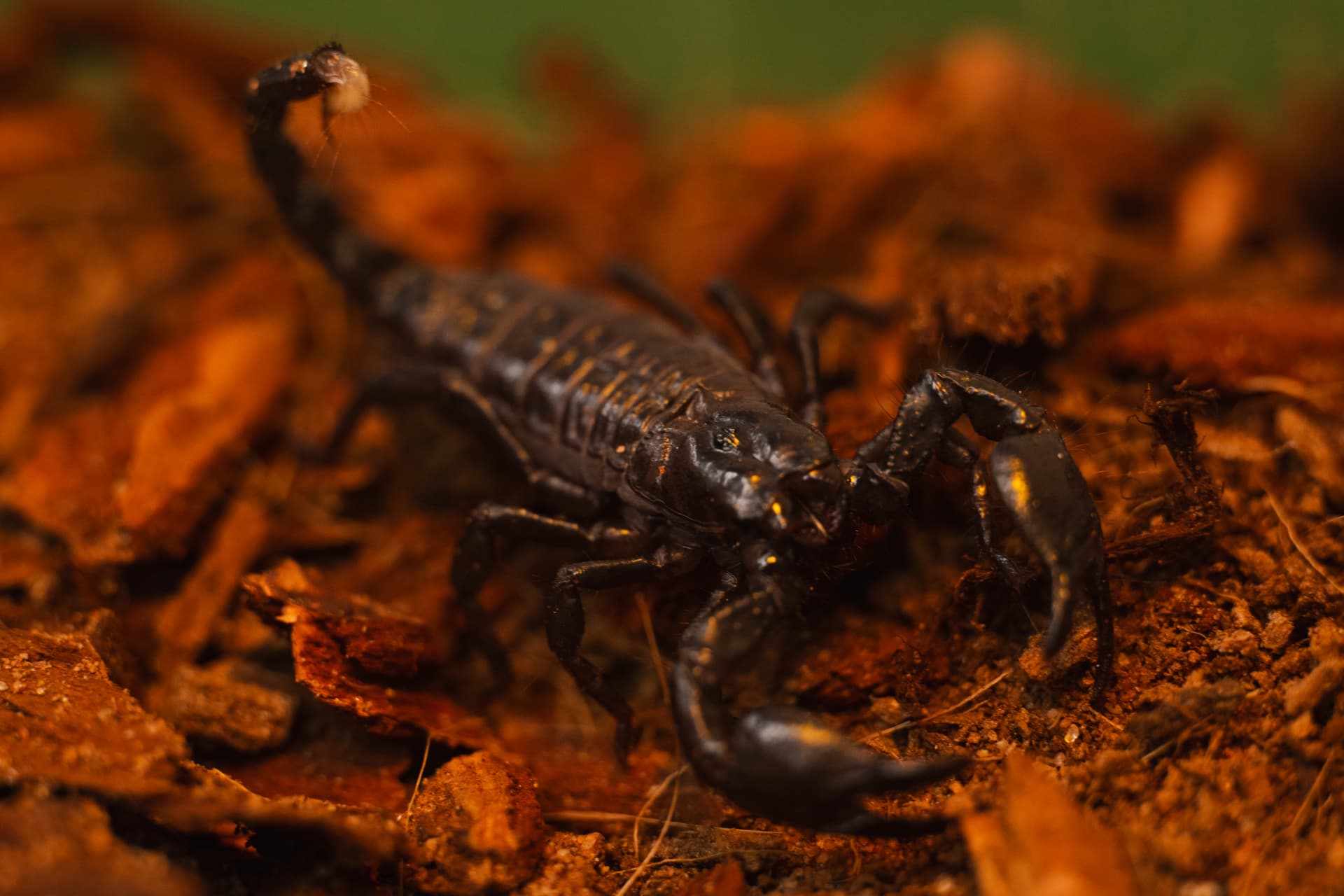 Tortellini the Emperor Scorpion