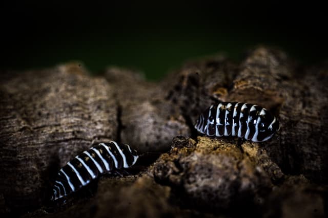 Marty the Zebra Isopods