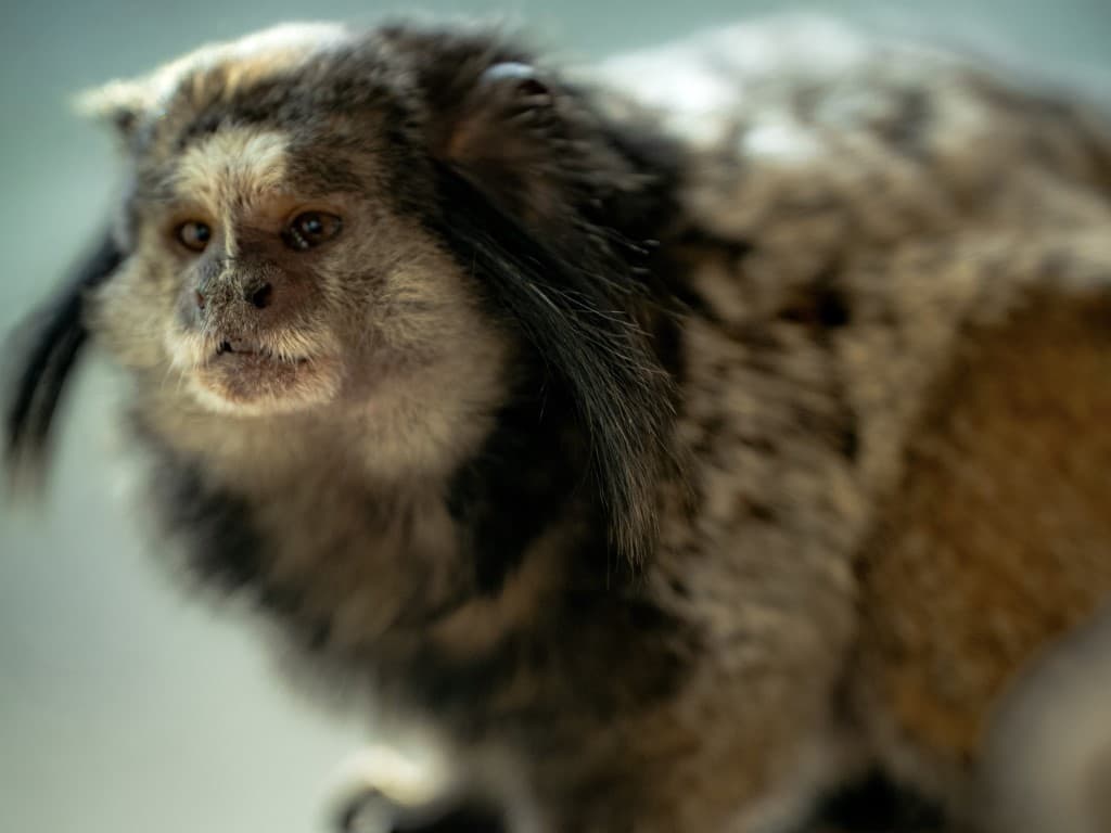 Momo the Black Tufted Marmoset