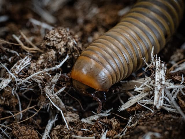 Hank the Smokey Ghost Millipede