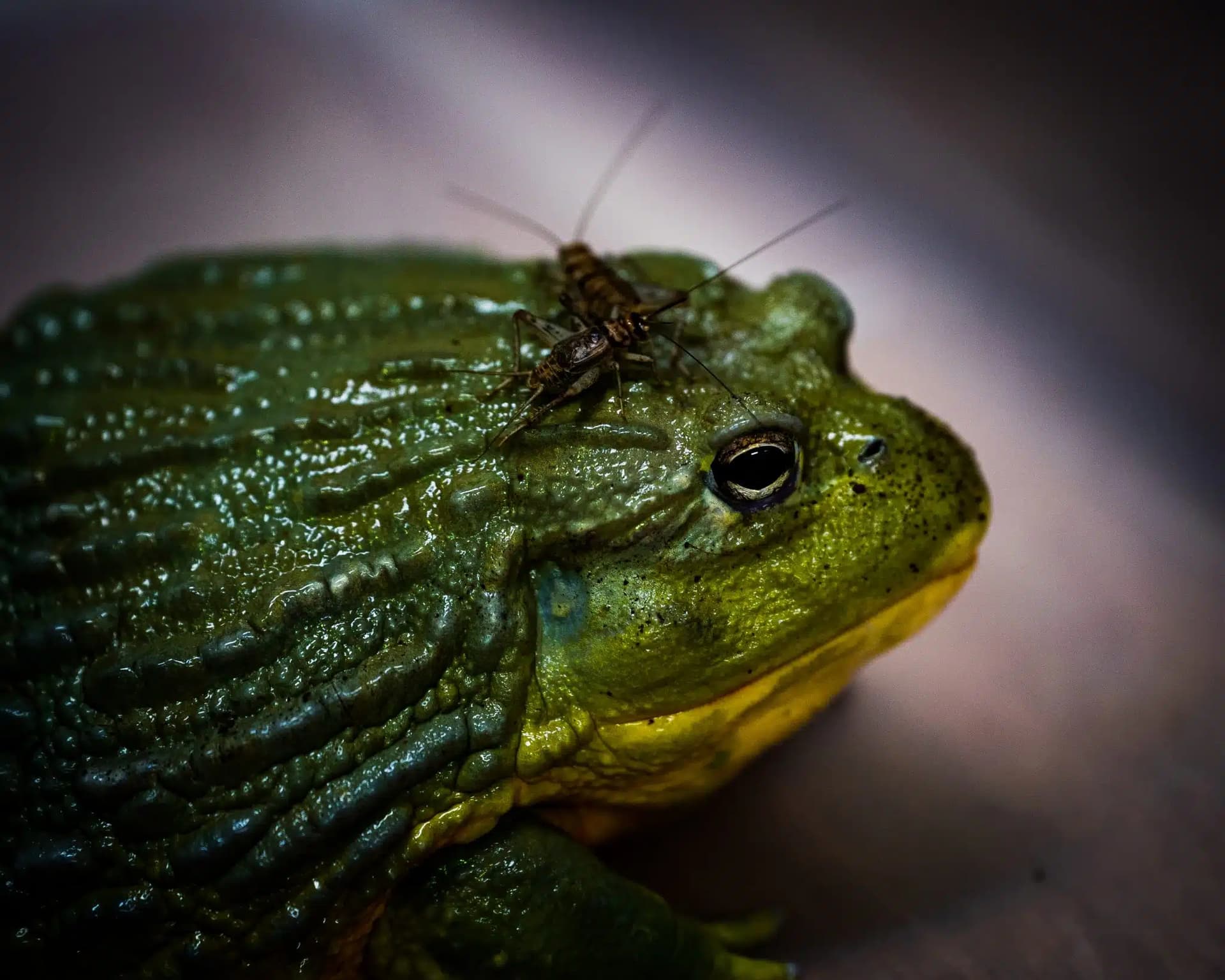 Georgie the African Bullfrog