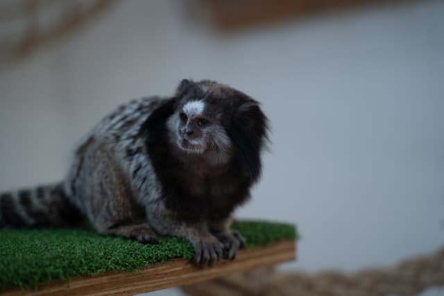 Momo the Black Tufted Marmoset