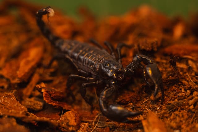 Puppy the Emperor Scorpion