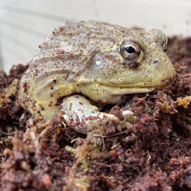 Georgie the African Bullfrog