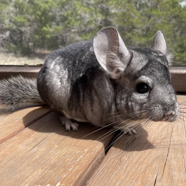 Moomin the Chinchilla