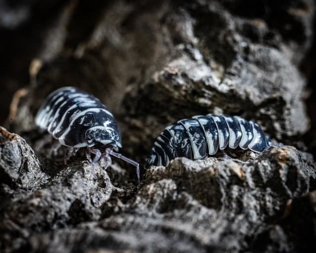 Marty the Zebra Isopods