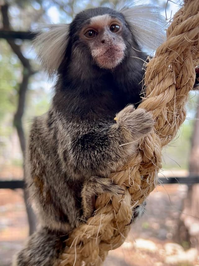 Appa the Common Marmoset