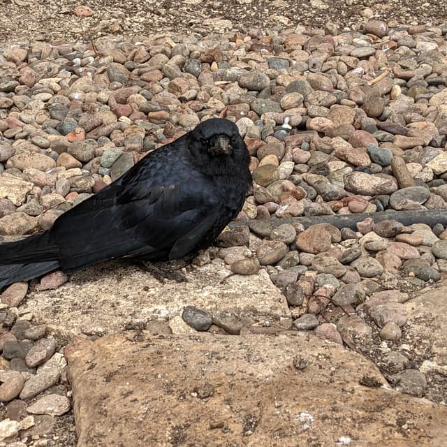 Coconut the American Crow