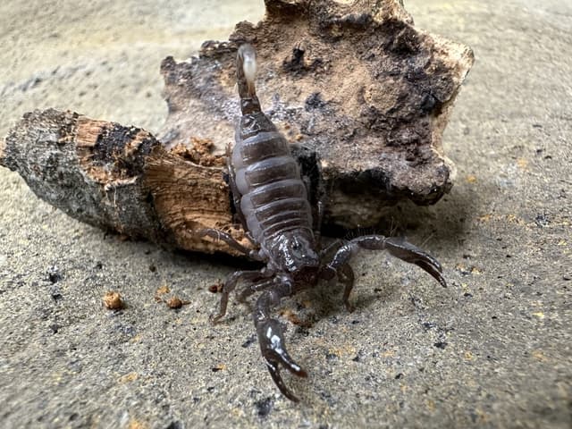 Tortellini the Emperor Scorpion