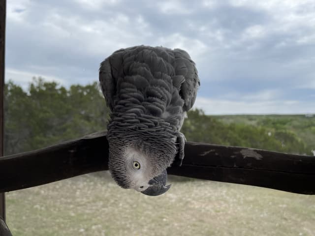 Mia the African Grey