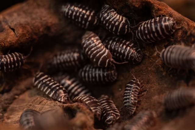 Marty the Zebra Isopods