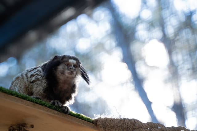 Momo the Black Tufted Marmoset