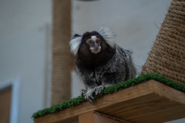 Appa the Common Marmoset