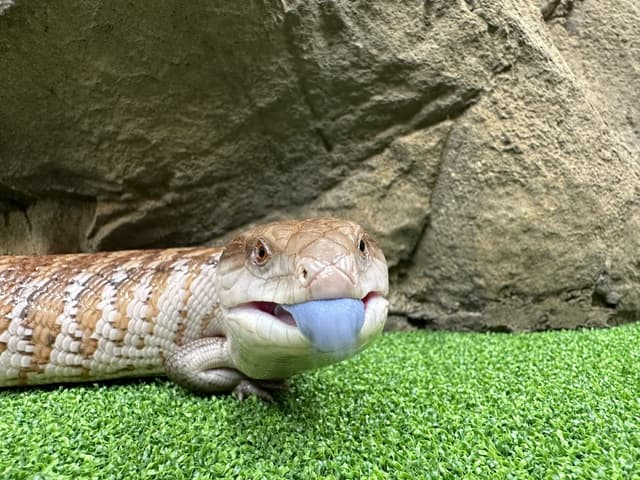 Toaster Strudel the Blue-tongued Skink