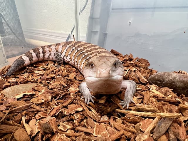 Toaster Strudel the Blue-tongued Skink